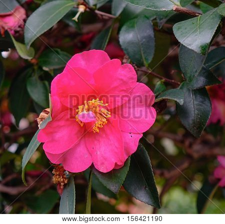 Beautiful flowers of Camellia sasanqua at the winter in Kyoto Japan.