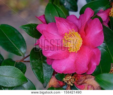 Beautiful Flowers Of Camellia Sasanqua