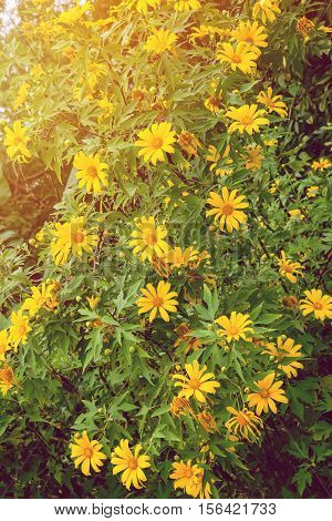 Garden flowers yellow flowers Mexican tournesol, lea flowers Mexican tournesol