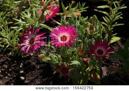 Summer / Dorotheanthus - Beautiful summer flowers