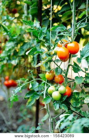 Vegetable Garden With Plants Of Red Tomatoes. Ripe Tomatoes On A