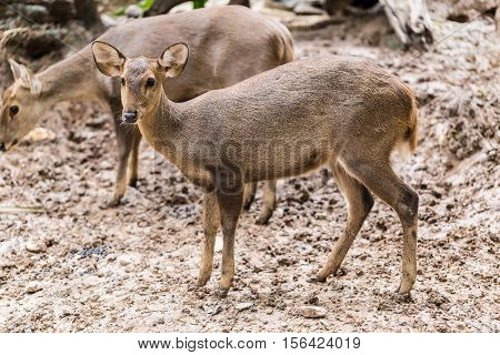 Indian Hog Deer In Head Close Up Shot