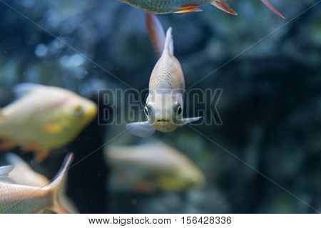 Red-tail Tinfoil Barb fish in aquarium., Thailand