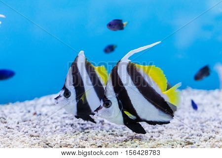 Bannerfish (heniochus Acuminatus) In Aquarium
