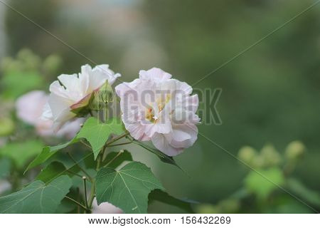 Hibiscus Mutabilis Or Confederate Rose