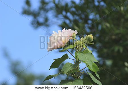 Hibiscus Mutabilis Or Confederate Rose