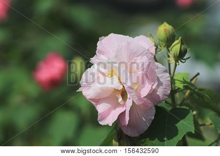 Hibiscus Mutabilis Or Confederate Rose