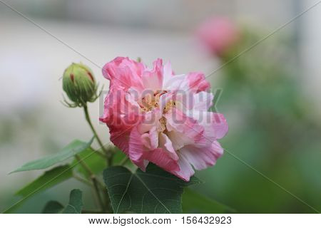 Hibiscus Mutabilis Or Confederate Rose