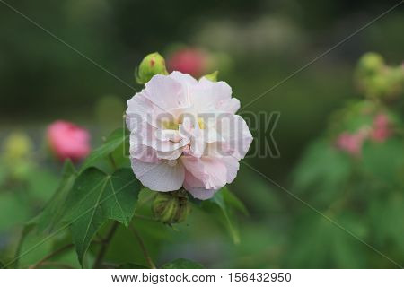 Hibiscus Mutabilis Or Confederate Rose