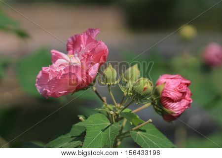 Hibiscus Mutabilis Or Confederate Rose