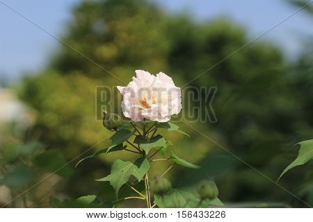 Hibiscus Mutabilis Or Confederate Rose