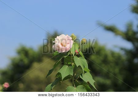 Hibiscus Mutabilis Or Confederate Rose