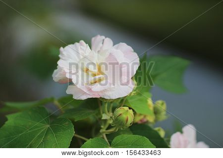 Hibiscus Mutabilis Or Confederate Rose