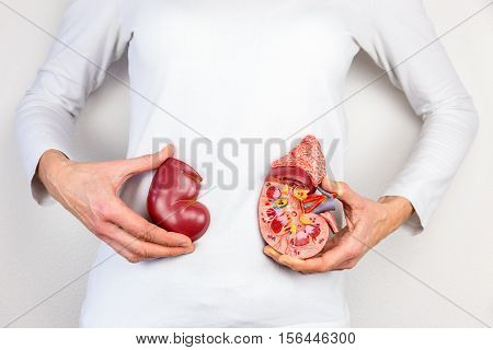 Female hands holding model of human kidney organ in front of body
