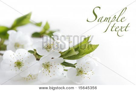 hvide blomster og let at fjerne teksten