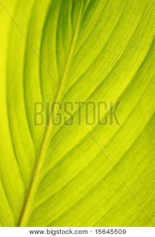 structuur van groene blad natuurlijke achtergrond