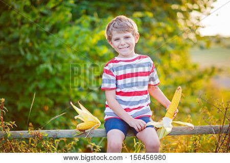 Happy preschool kid boy with glasses holding ears of corn on farm in field, outdoors. Funny child hild having fun with farming and gardening of vegetable. Harvest, Thanksgiving Day.