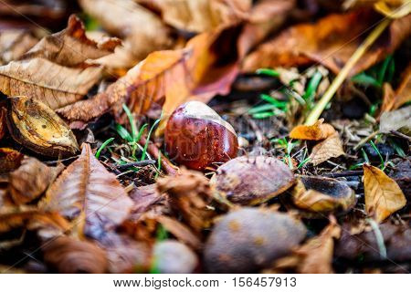 Horse Chestnut - Aesculus Hippocastanum On Forest Floor With Leaves.