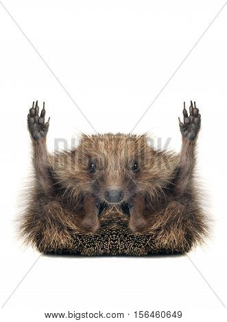 Standing hedgehog isolated on a white background