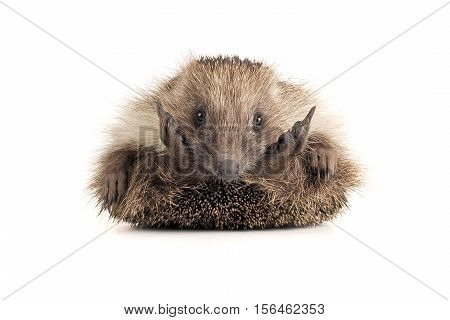 Standing hedgehog isolated on a white background