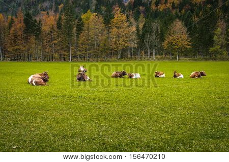 Cattle On Pasture, Autumn Colors, Forest In Background; European Alps