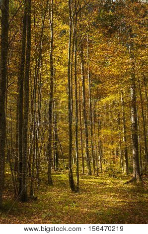Birch Forrest In Colorful Autumn Light, Logarska Dolina, Slovenija