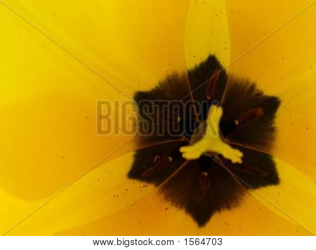 Tulipán amarillo