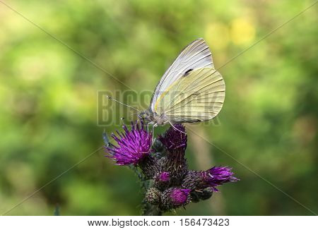 Butterfly / A butterfly sitting on a flower