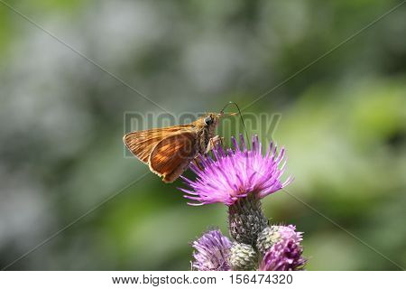 Butterfly / A butterfly sitting on a flower