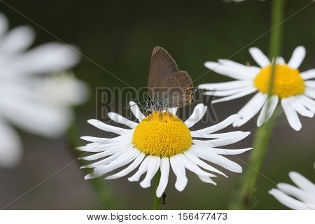 Butterfly / A butterfly sitting on a flower