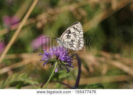 Butterfly / A butterfly sitting on a flower