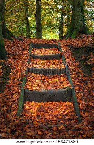 Penllergare woods in Autumn
Autumn leaves and steps at Penllergare woods in Swansea, UK