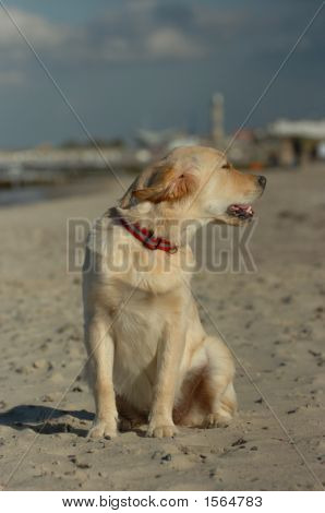 Golden Retriever