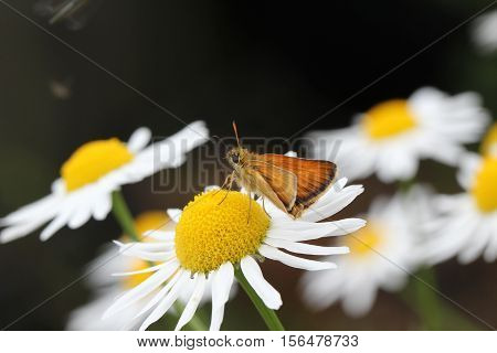 Butterfly / A butterfly sitting on a flower