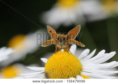 Butterfly / A butterfly sitting on a flower