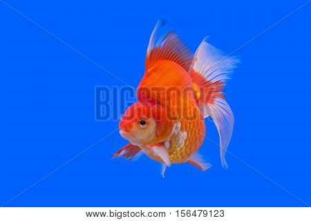 Beautiful Goldfish