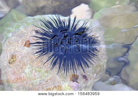 Black urchin just below the surface of sea water
