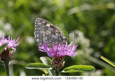 Butterfly / The butterfly sits on a plant