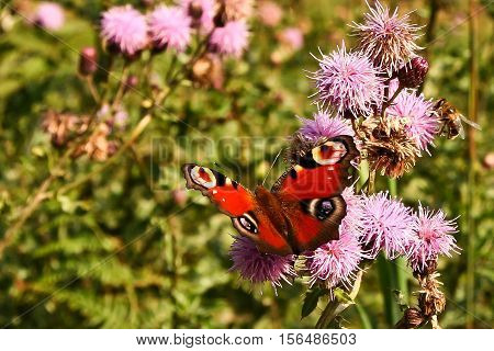 Butterfly / The butterfly sits on a plant