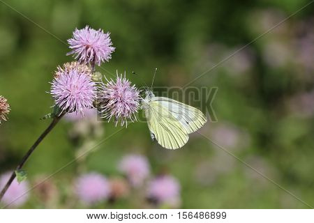 Butterfly / The butterfly sits on a plant
