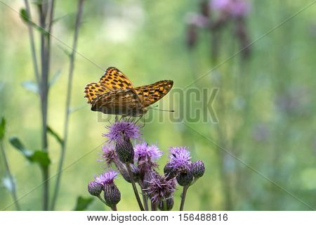 Butterfly / The butterfly sits on a plant