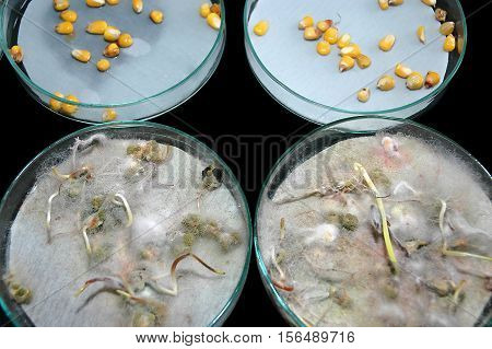 Laboratory experiment with healthy and moldy kernels of corn with aflatoxin in Petry dish-selective focus on the middle of the image