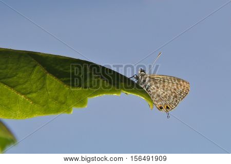 Butterfly / The butterfly sits on a plant