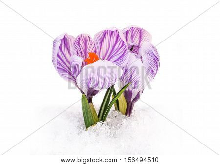 Flower crocus in the snow on a white background.