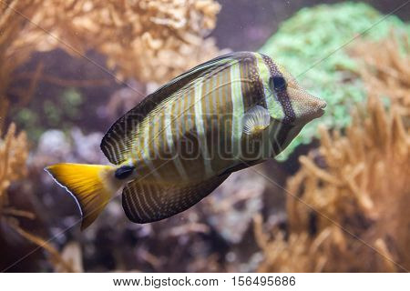 Sailfin tang (Zebrasoma veliferum). Wildlife animal. 