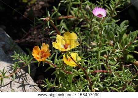 Portulak (Gattung) / Beautiful garden flowers .