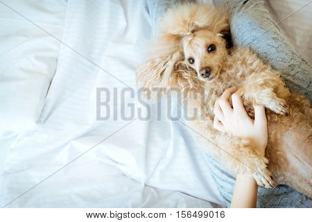 Young woman with her dog in a bed.