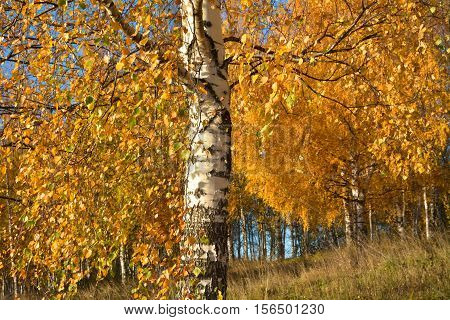 Golden autumn. Sunny day in a birch grove.