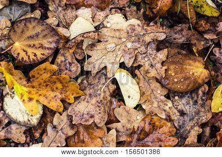 Abstract natural background old brown yellow autumn leaves Colorful bright vivid vibrant foliage autumn park Fall leaves background Macro fallen oak ash birch poplar hornbeam leaves after rain outdoor