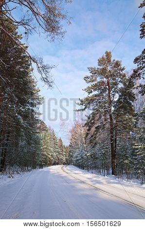 road in winter forest illuminated by the sun